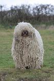 KOMONDOR 153